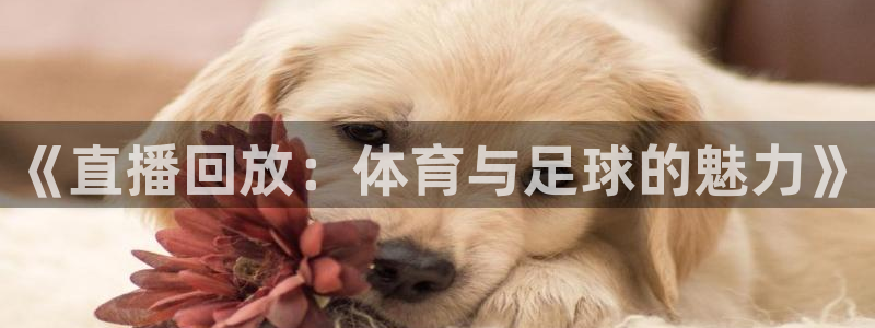 小九直播篮球nba：《直播回放：体育与足球的魅力》