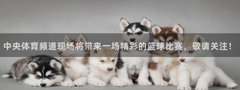 足球直播小九直播：中央体育频道现场将带来一场精彩的篮球比赛，敬请关注！